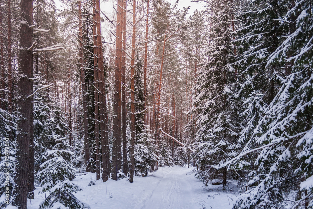 Fototapeta premium Winter Forest on Christmas Eve