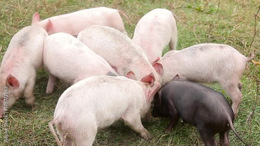 Funny cute little piglets at an animal farm. Little piglets household. Lovely pets. Funny cute little piglets at an animal farm. Little piglets household. Lovely pets.