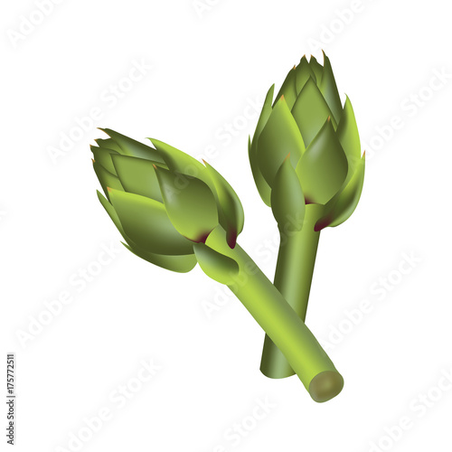 Artichoke green flower heads isolated on white. Vector illustration of edible vegetable used in cooking, herbal tea, liqueur and in medical researches.