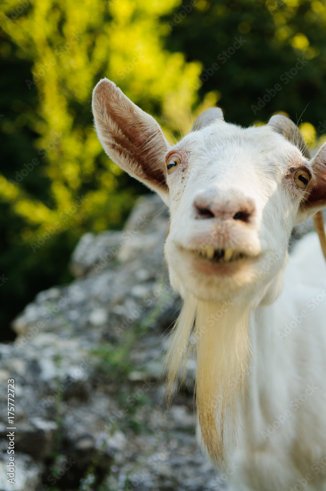 Obraz premium Female mountain goat