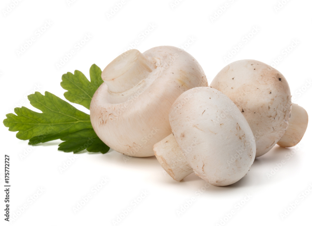 Champignon and parsley herb still life isolated on white background cutout Champignon and parsley herb still life isolated on white background cutout