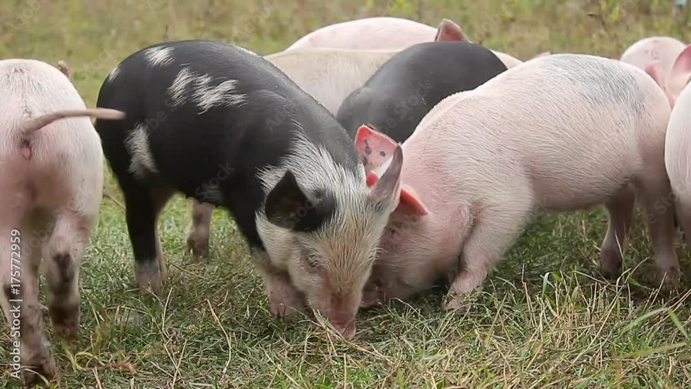 Funny cute little piglets at an animal farm. Little piglets household. Lovely pets. Funny cute little piglets at an animal farm. Little piglets household. Lovely pets.