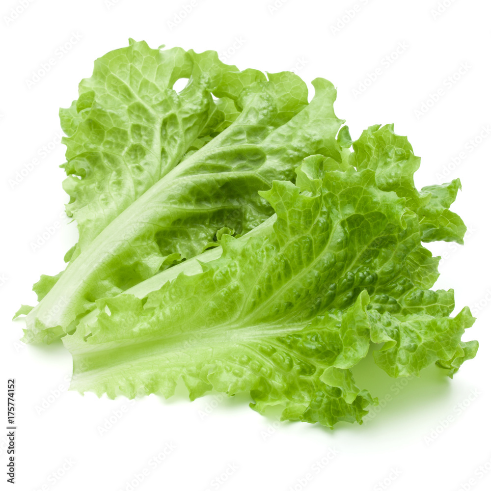 fresh green lettuce salad leaves isolated on white background fresh green lettuce salad leaves isolated on white background
