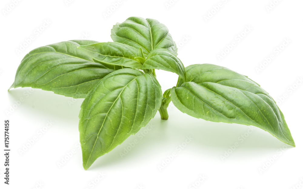 Close up studio shot of fresh green basil herb leaves isolated on white background. Sweet Genovese basil. Close up studio shot of fresh green basil herb leaves isolated on white background. Sweet Genovese basil.