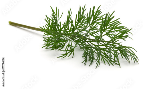 Close up shot of branch of fresh green dill herb leaves isolated on white background