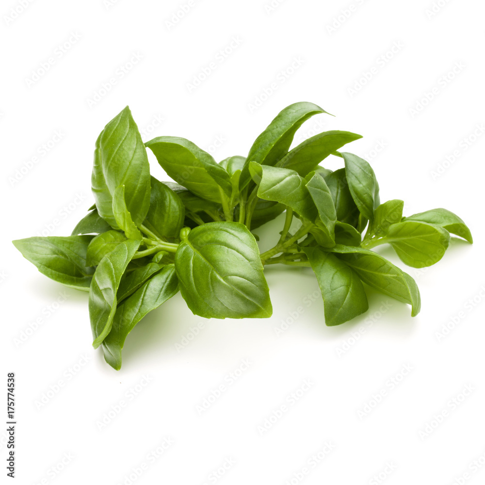 Sweet basil herb leaves bunch isolated on white background Sweet basil herb leaves bunch isolated on white background