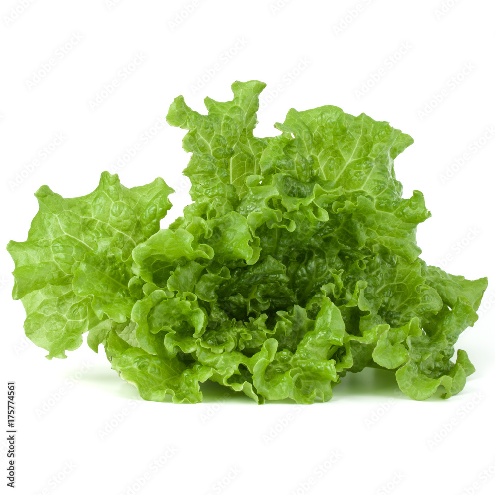 fresh green lettuce salad leaves isolated on white background fresh green lettuce salad leaves isolated on white background