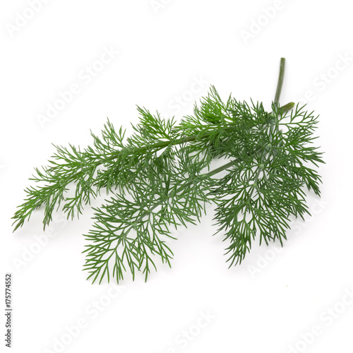 Close up shot of branch of fresh green dill herb leaves isolated on white background