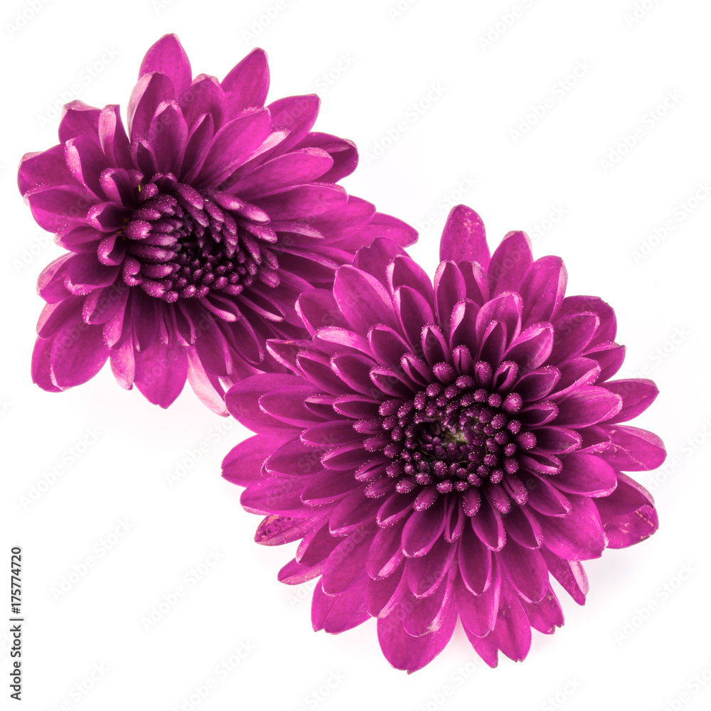 Lilac chrysanthemum flower isolated on white background