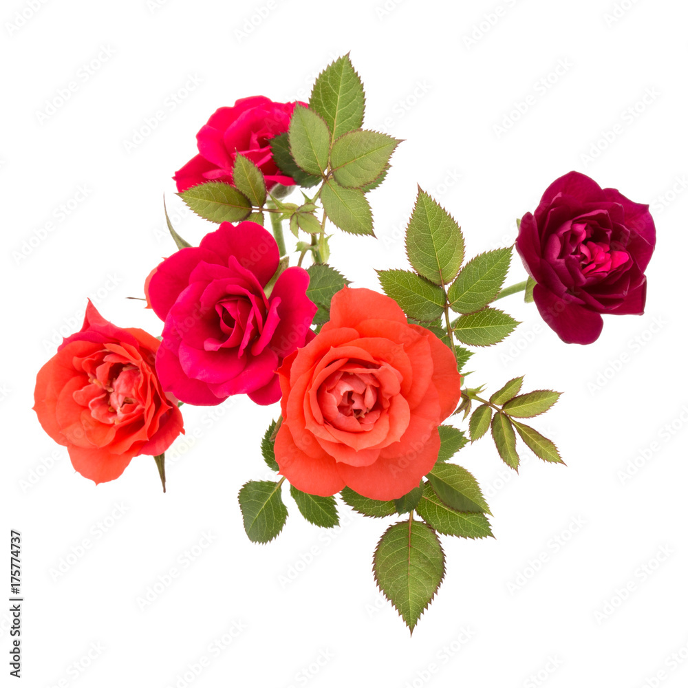 colorful rose flower bouquet with green leaves isolated on white background cutout colorful rose flower bouquet with green leaves isolated on white background cutout