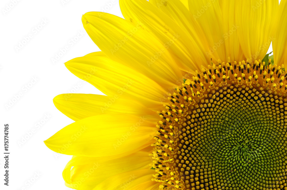Naklejka premium Single sunflower isolated on white background
