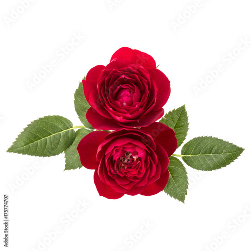 two red rose flowers  isolated with leaves on white background cutout