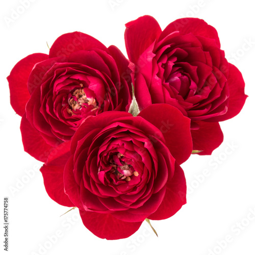 Fototapeta Naklejka Na Ścianę i Meble -  red rose flower bouquet isolated on white background cutout