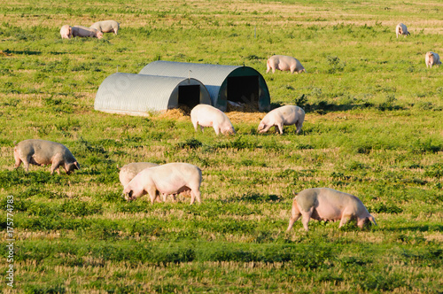 Pigs in a field at a free-range organic farm