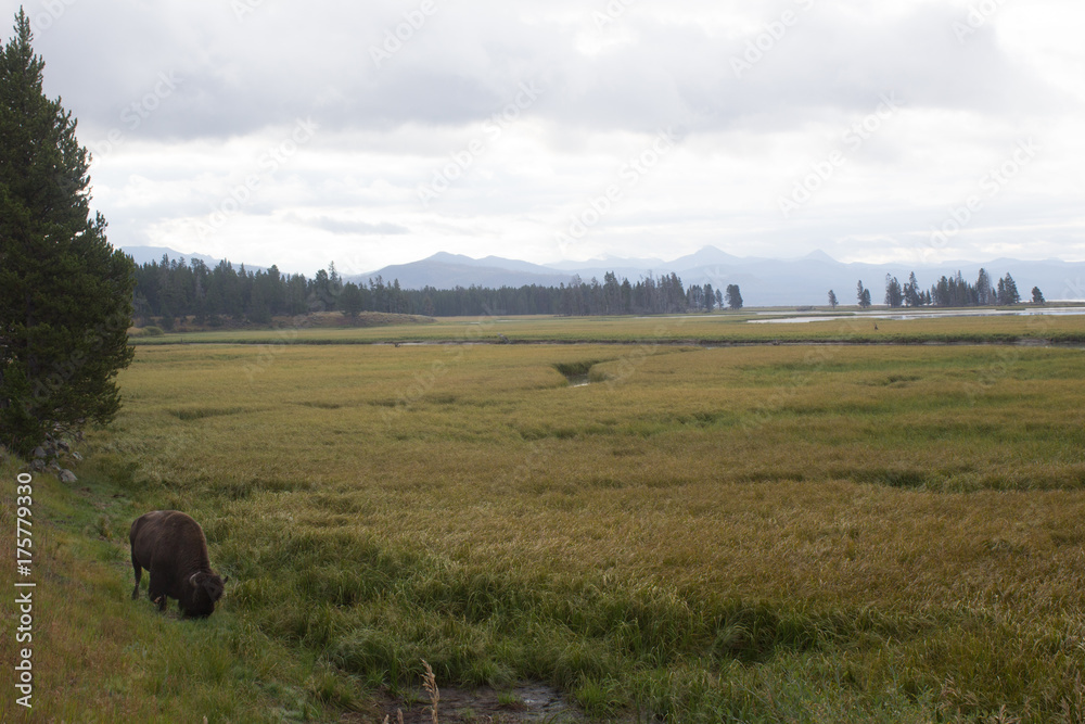 Fishing Bridge Bison Yellowstone Fishing Bridge Bison Yellowstone