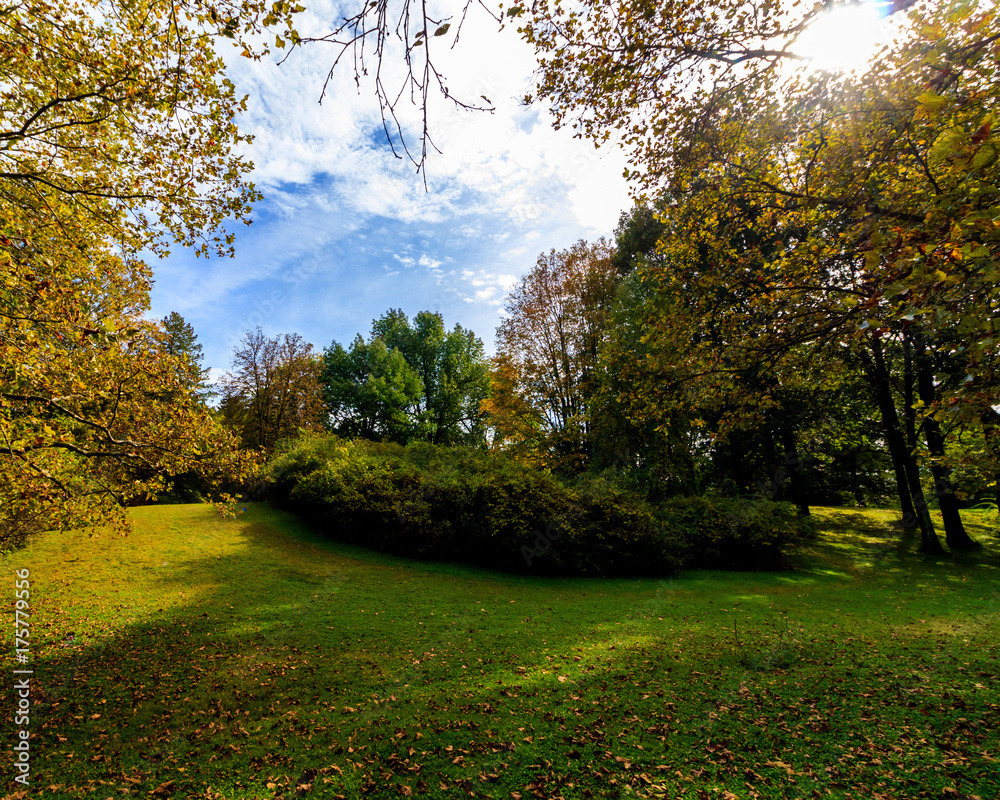 Naklejka premium Woods in Autumn