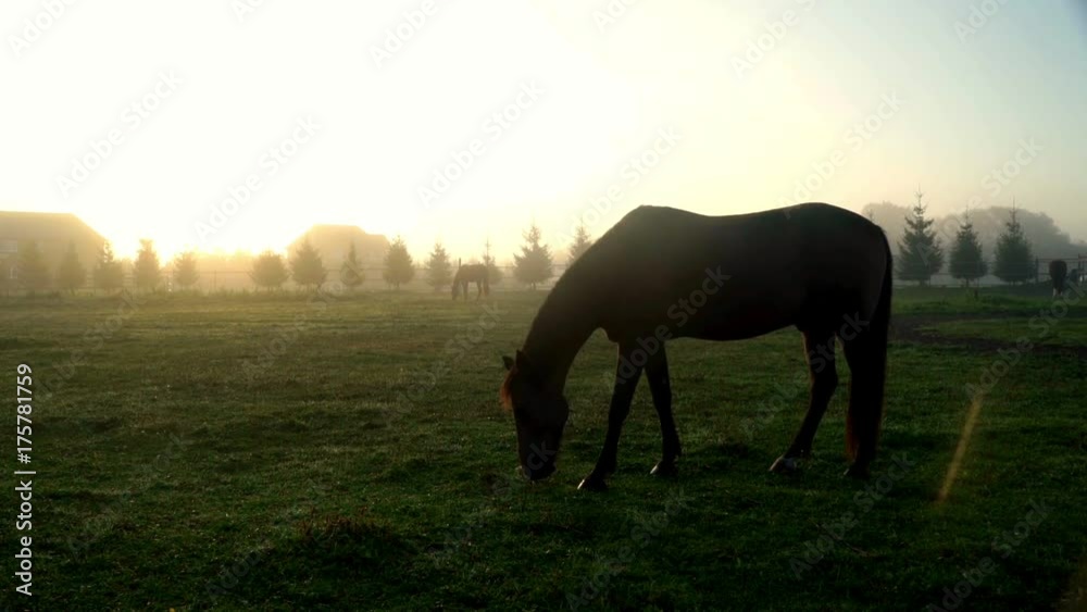 Horse eating grass at green field on ranch. Horse grazing on pasture Horse eating grass at green field on ranch. Horse grazing on pasture