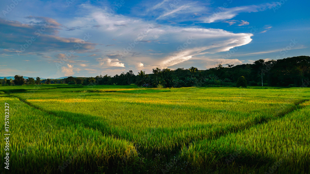Golden Rice Field.