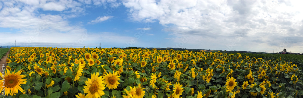 Sunflower field Sunflower field