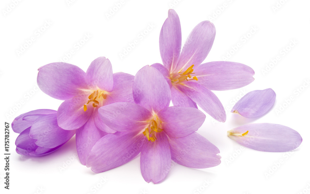 lilac crocus flowers isolated on white background