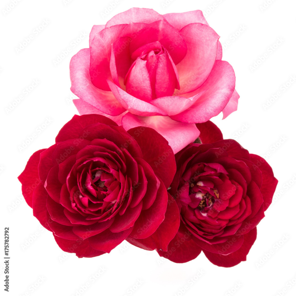red and pink rose flower bouquet isolated on white background cutout red and pink rose flower bouquet isolated on white background cutout