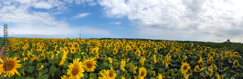 Sunflower field