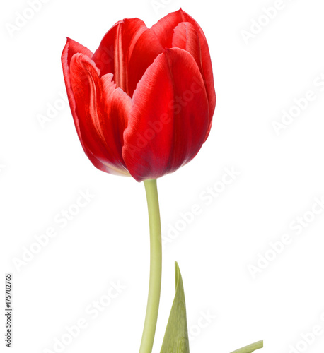 Fototapeta Naklejka Na Ścianę i Meble -  red tulip flower head isolated on white background