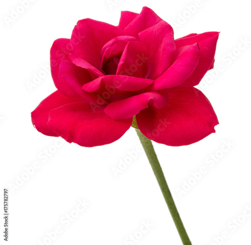one red rose flower head isolated on white background cutout