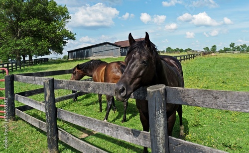 Retired Farm Horses on a Sunny Afternon 