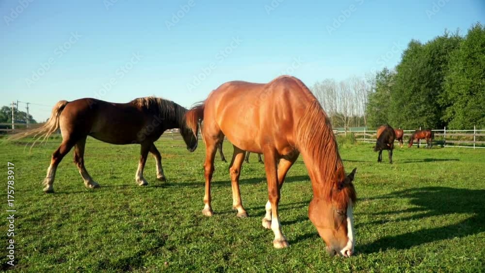 Brown horse eating grass at rural field. Horse breeding at ranch Brown horse eating grass at rural field. Horse breeding at ranch