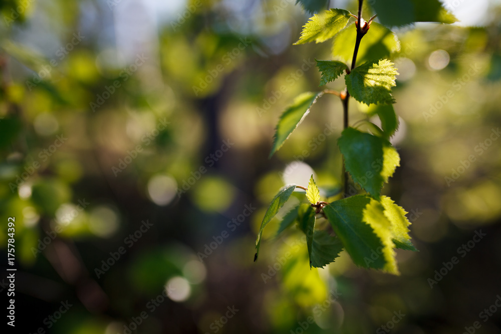 New leaf growing on birch and blurry background