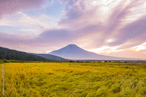 収穫前の稲と富士山