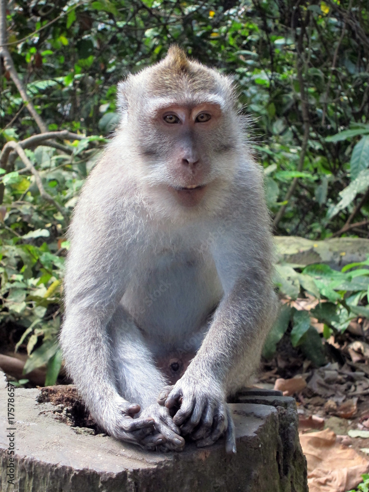 monkey monkey