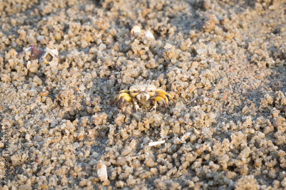 Fiddler Crab