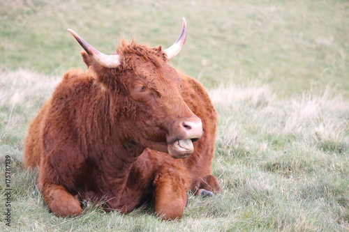 Obraz na plátně Vache de race Salers ruminant