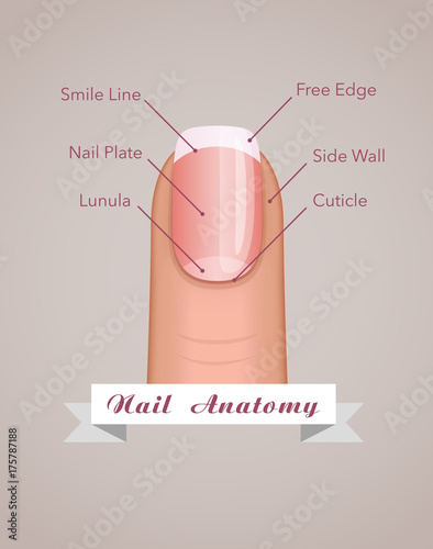Structure and anatomy of human nail vector