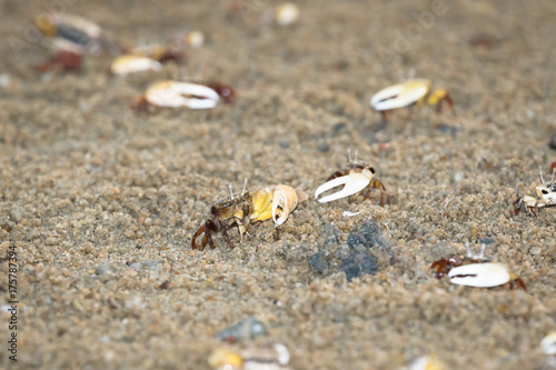 Fiddler Crab