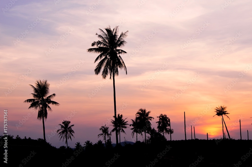 Obraz premium Silhouette of coconut tree with twilight sky