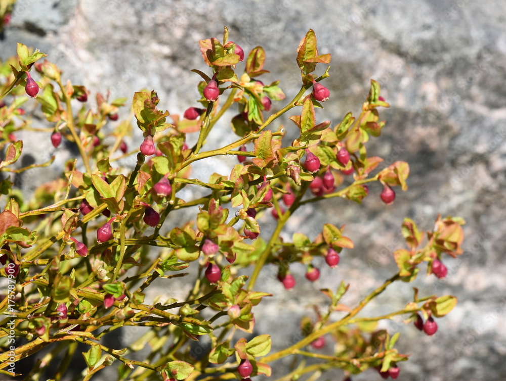 Fototapeta premium European blueberry bush with red flowers