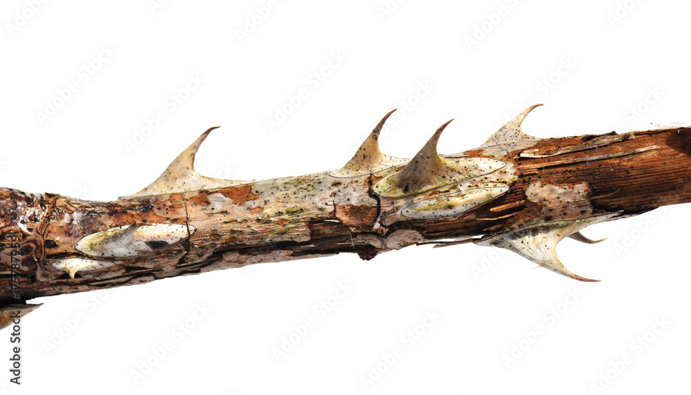 Fototapeta premium Old brown thorns isolated on white background