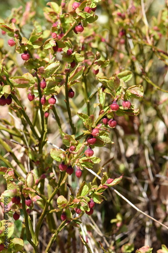 European blueberry bush with red flowers