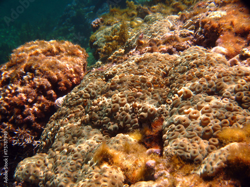 Fototapeta Naklejka Na Ścianę i Meble -  underwater brown coral