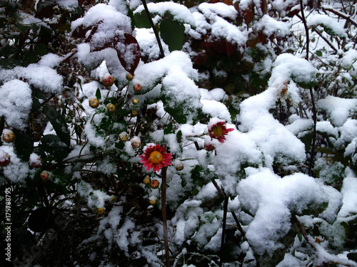 pink flowers under first snow photo