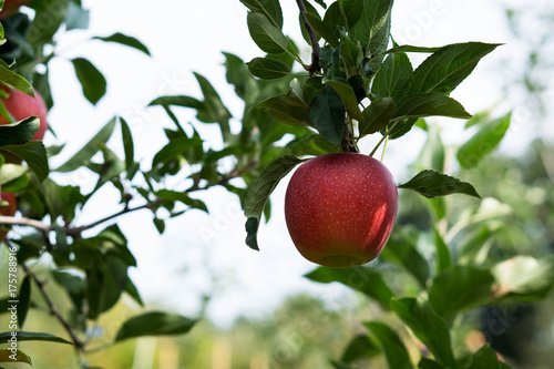 MassApplePicking