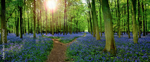 Sun filtering through woodland with carpet of bluebells  (Hyacinthoides non-scripta) in Hertfordshire England UK