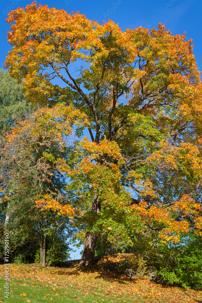 Autumn color maple foliage and blue sky