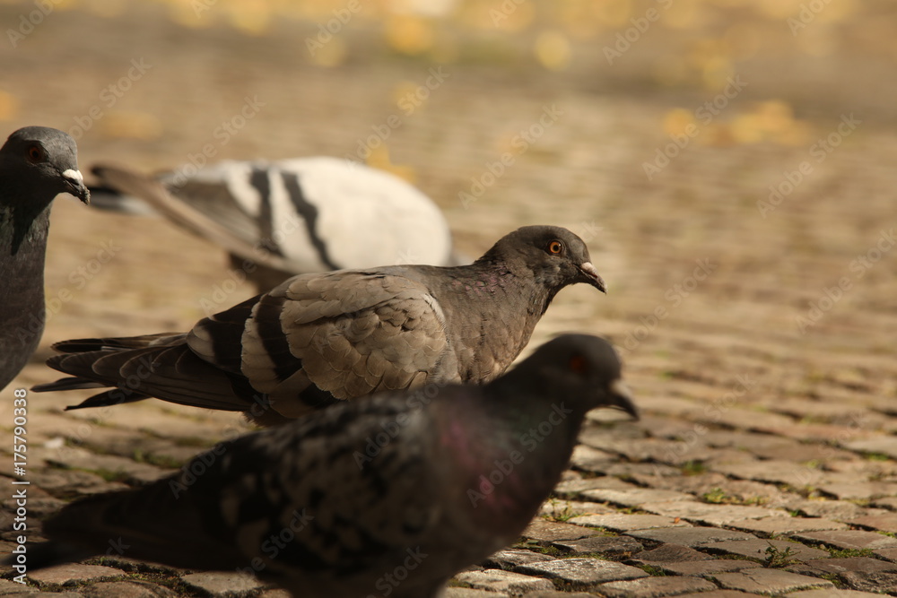Obraz premium Pigeons Feeding On The Square