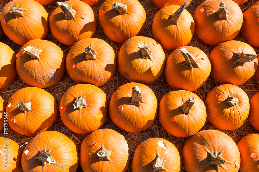 Rows of pumpkins ready for sale at a pumpkin patch in autumn.