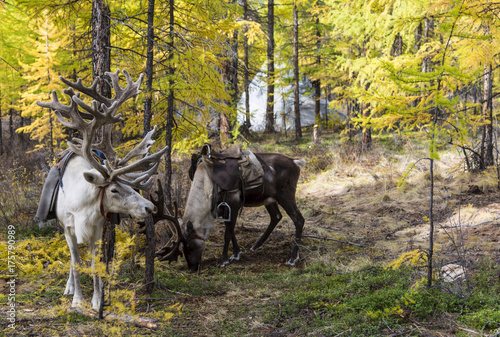 reindeer in the woods among the yellow of larches under saddle