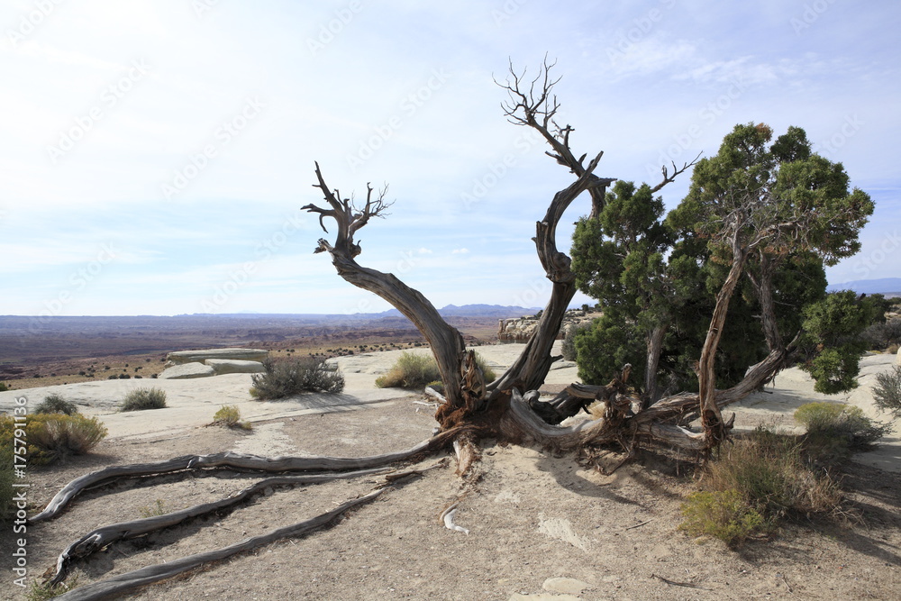Fototapeta premium A stretching tree in Salt Wash View Area next to I-70 freeway
